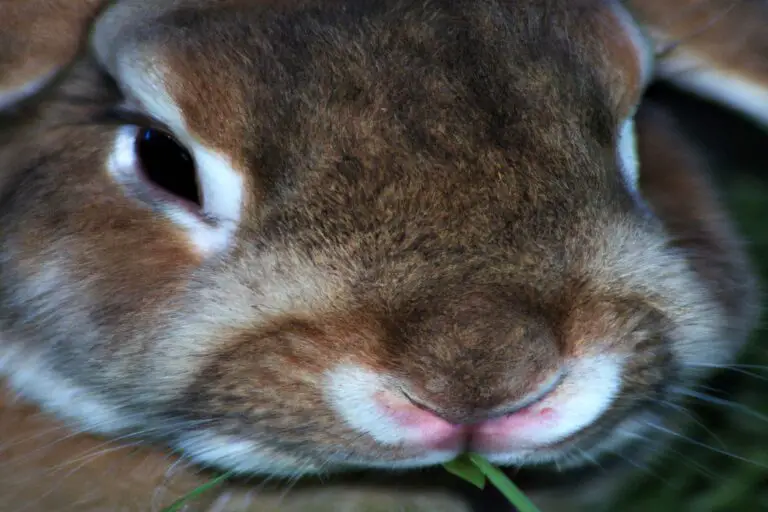 Do Rabbits Chew Their Cud – Fascinating!