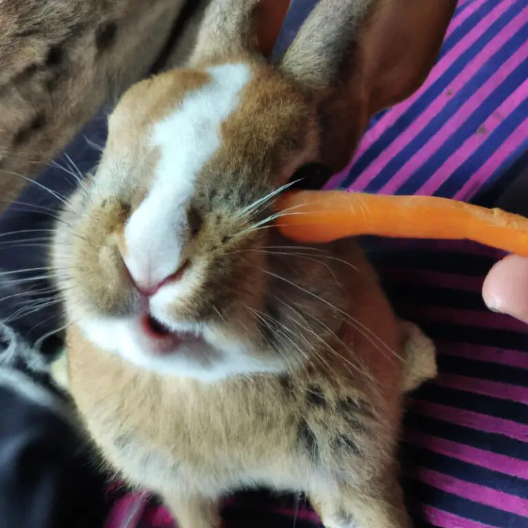 Do Male Rabbits Have Nipples? Surprise!