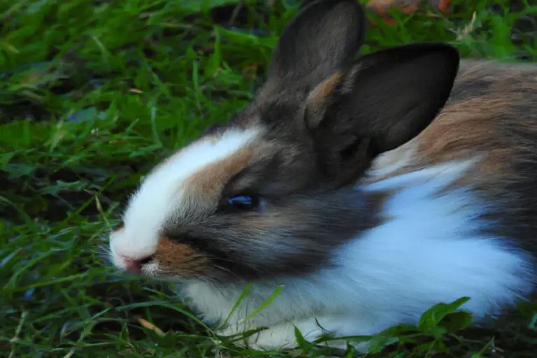 Why Are My Rabbits Ears Hot? The Striking Phenomenon Explained!