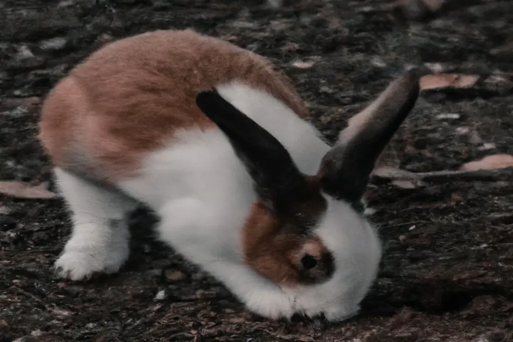 Why Do Rabbits Attack Each Other? AtractivoPets