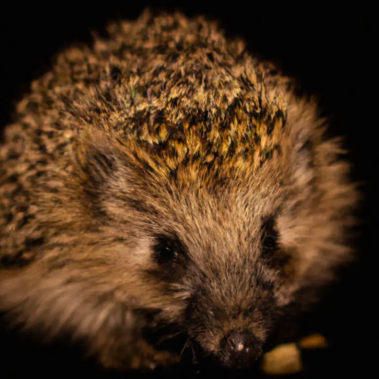 What Is The Hedgehog’s Role In Local Ecosystems?