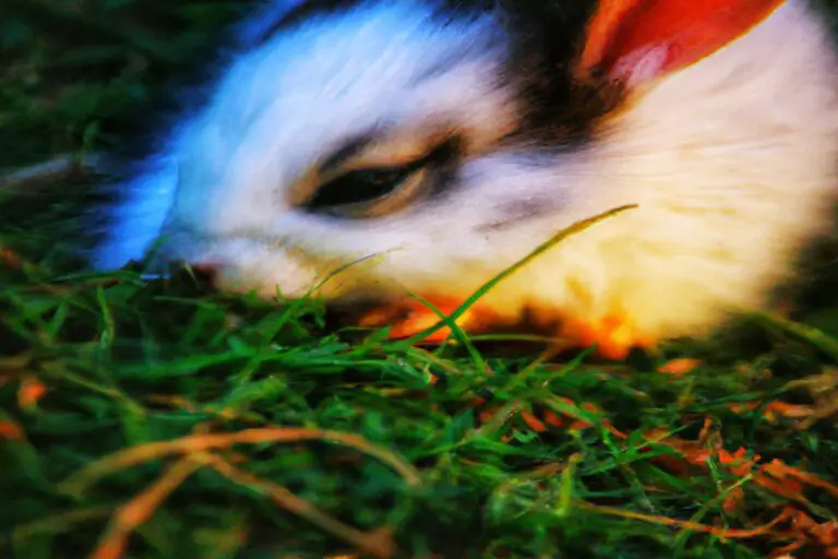 a Symbiotic Relationship Between a Rabbit And… a Hare. The Perfect Fur-Mates!