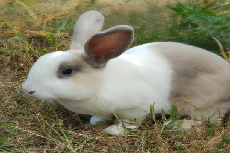 Are Christmas Trees Toxic To Rabbits? Find out now!