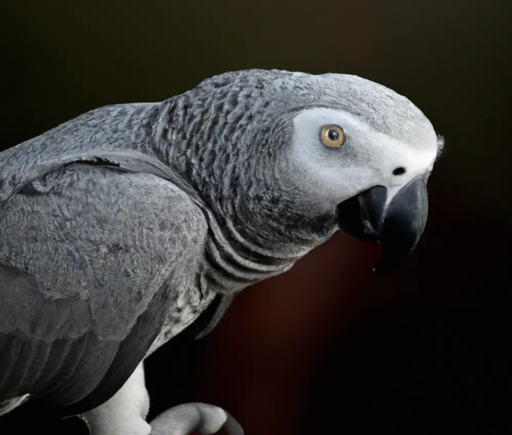 African Grey Bonding