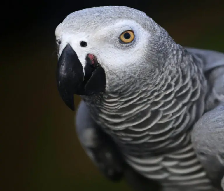 What Is The History Of African Grey Parrot Conservation Efforts?