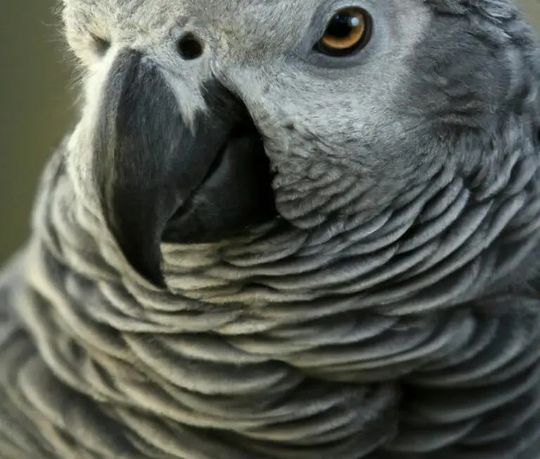 How To Care For An African Grey Parrot?