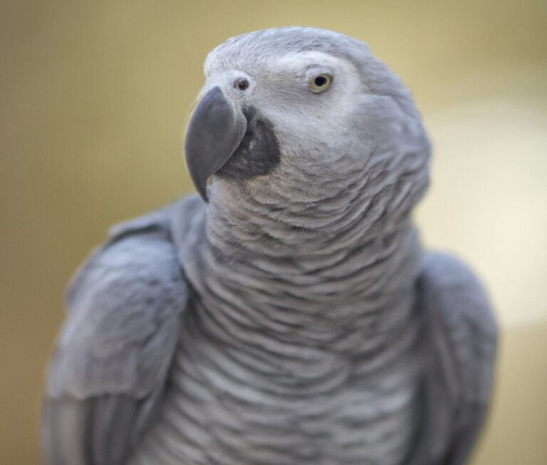 What Is The Average Lifespan Of African Grey Parrots?