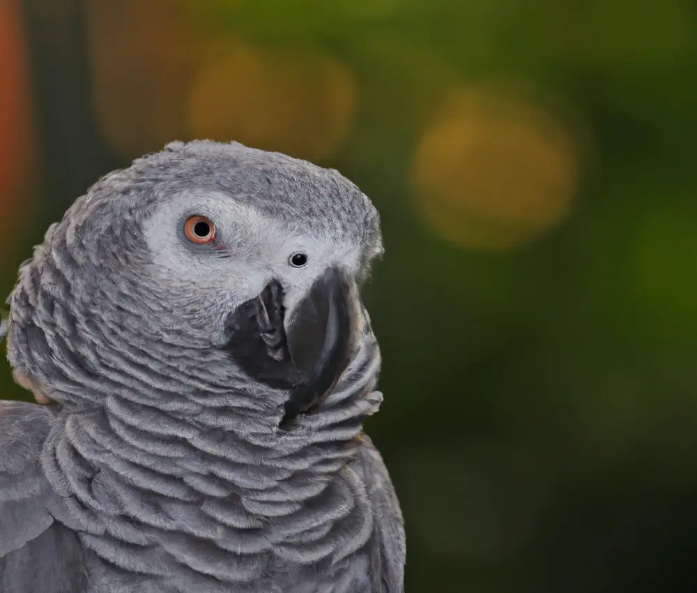 African Grey Parrot Diet