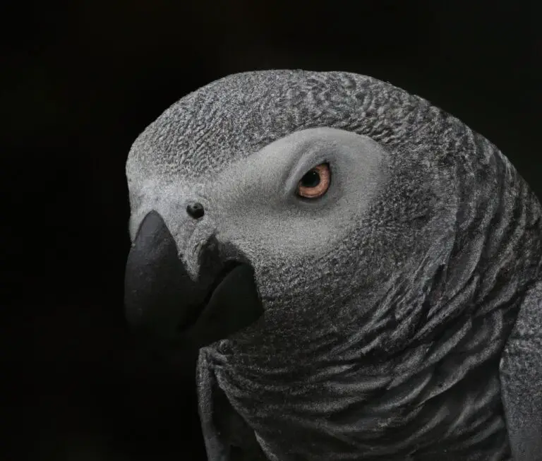 What Are The Territorial Behaviors Of African Grey Parrots?