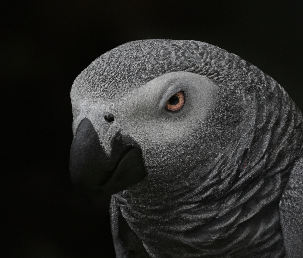 African Grey Parrot Perching