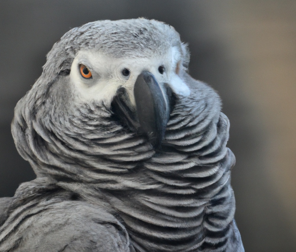 African Grey Parrot: Price