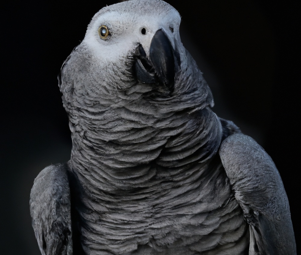 African Grey Parrot Regulations