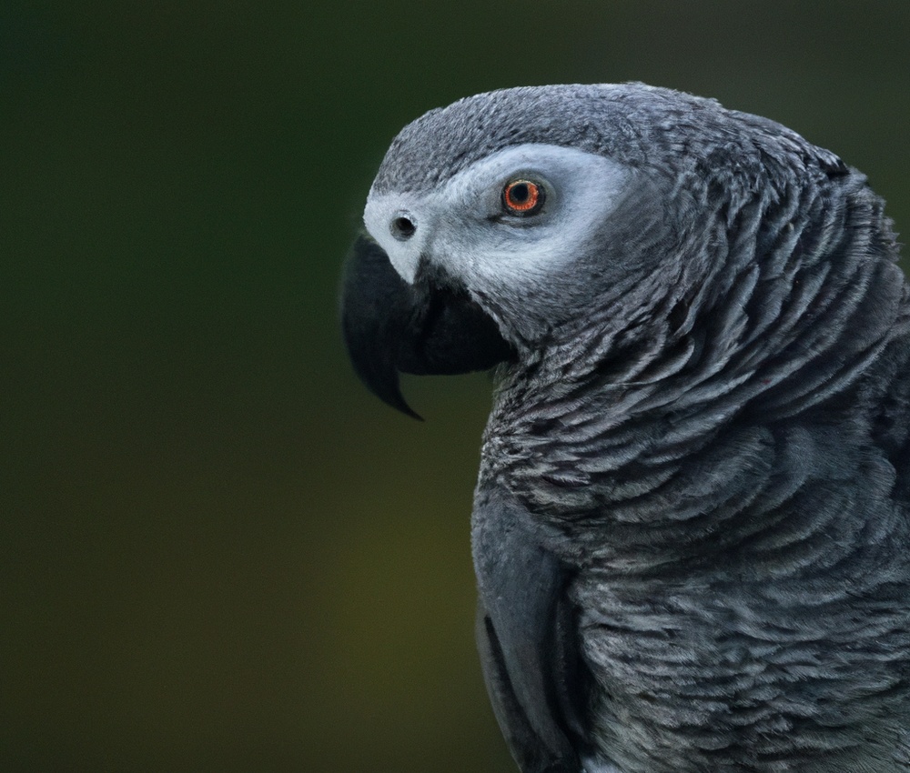 African Grey Parrot Regulations.