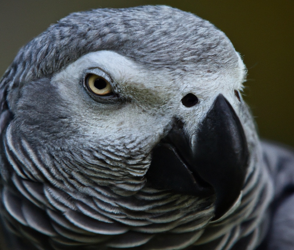 African Grey Parrot calling.