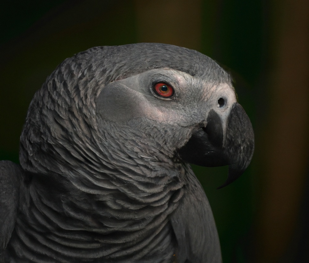 African Grey Parrot displaying territorial behavior