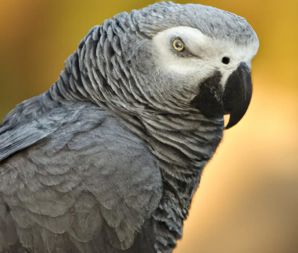 African Grey Parrot on potty.