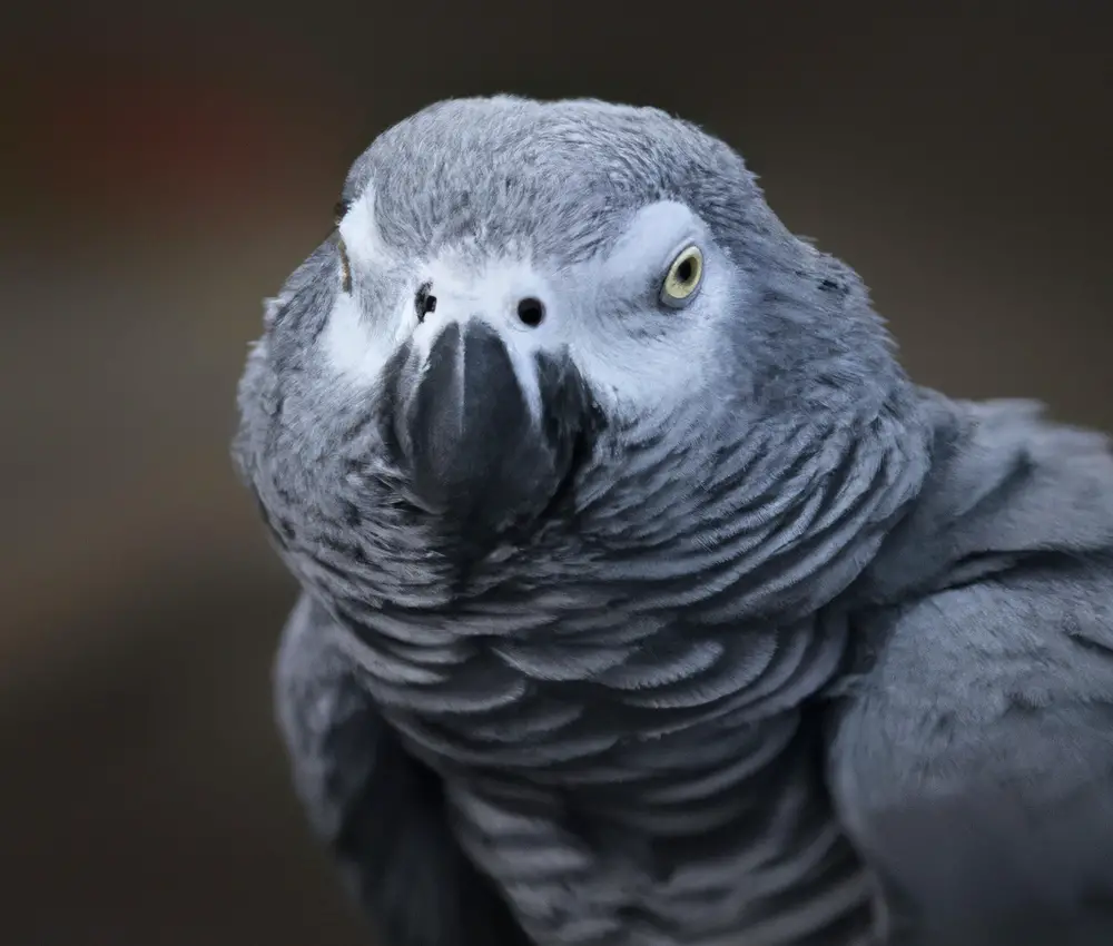 African Grey Parrot ownership.