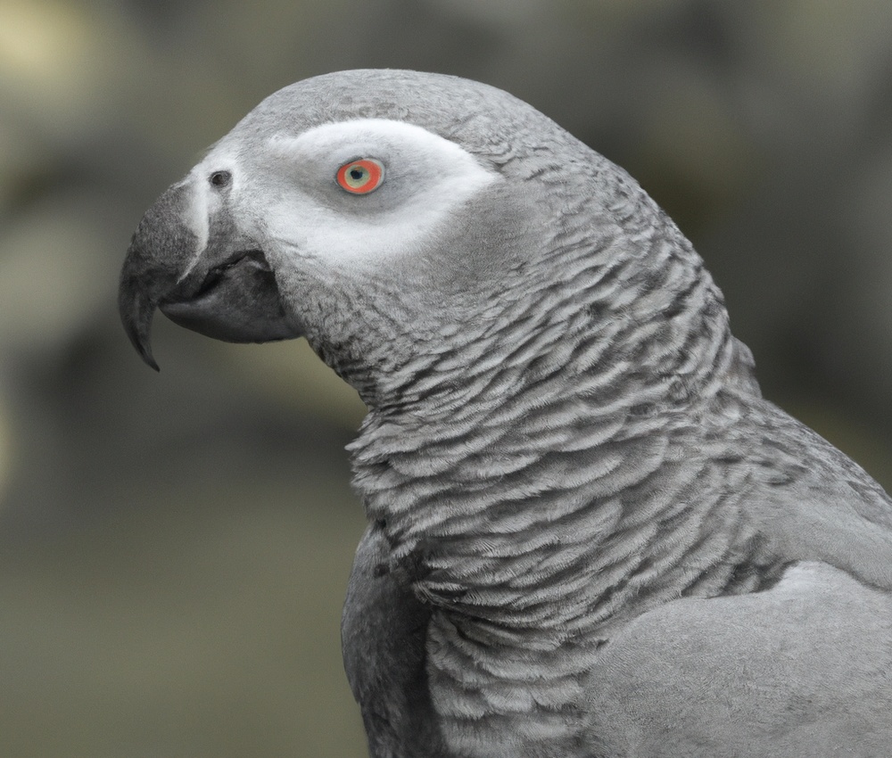 African Grey Parrot plucking