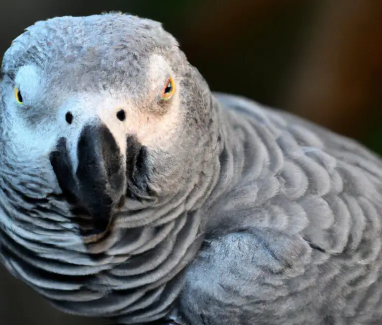 How Do I Choose The Right Toys For My African Grey Parrot?