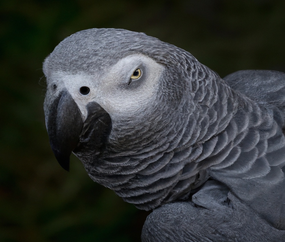 African Grey Parrot toys