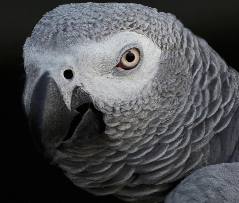 African Grey Parrot vocalizations