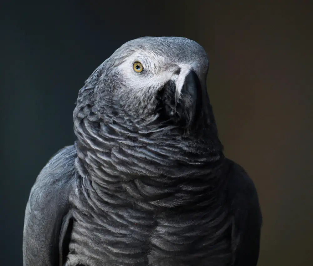 African Grey Parrots Comparison.