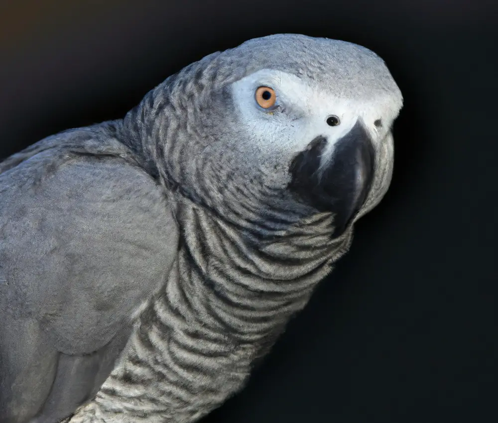 African Grey Parrots: Size Range.