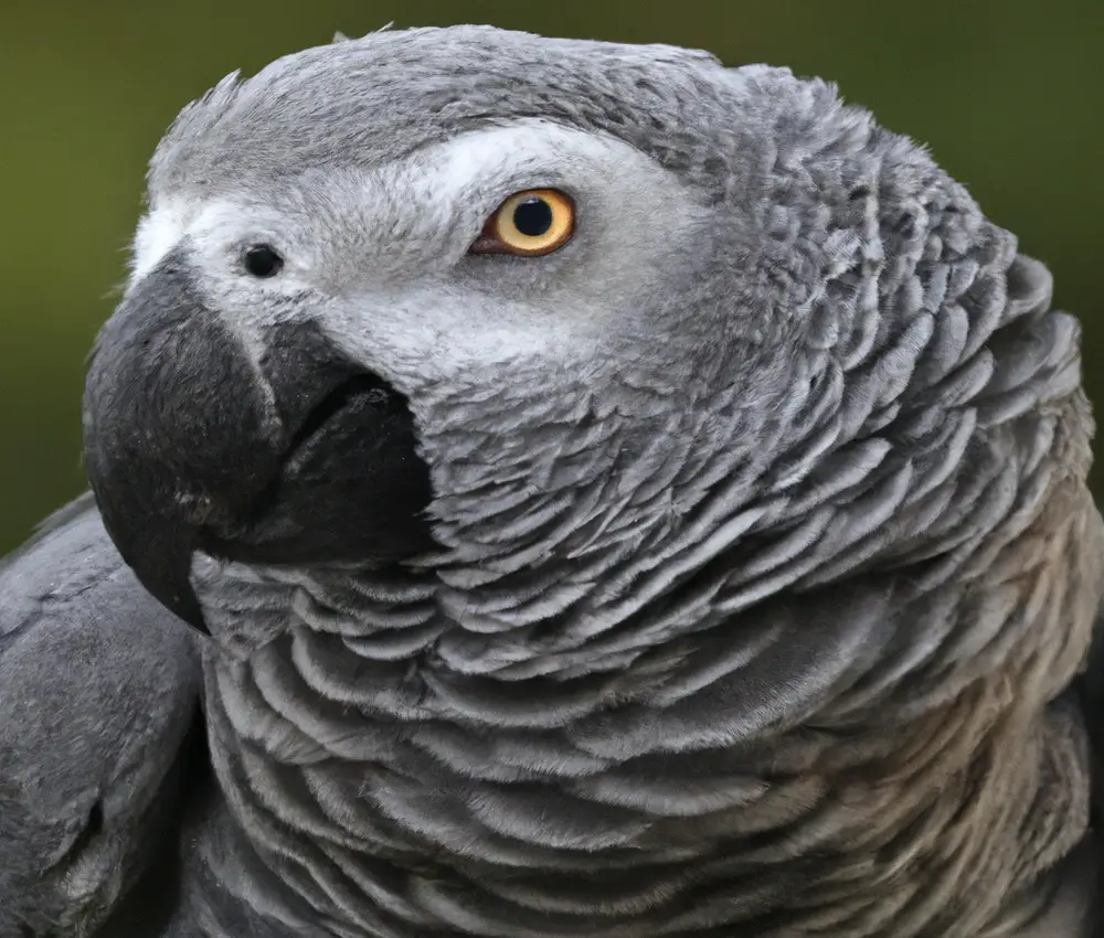African Grey Parrots: size range.