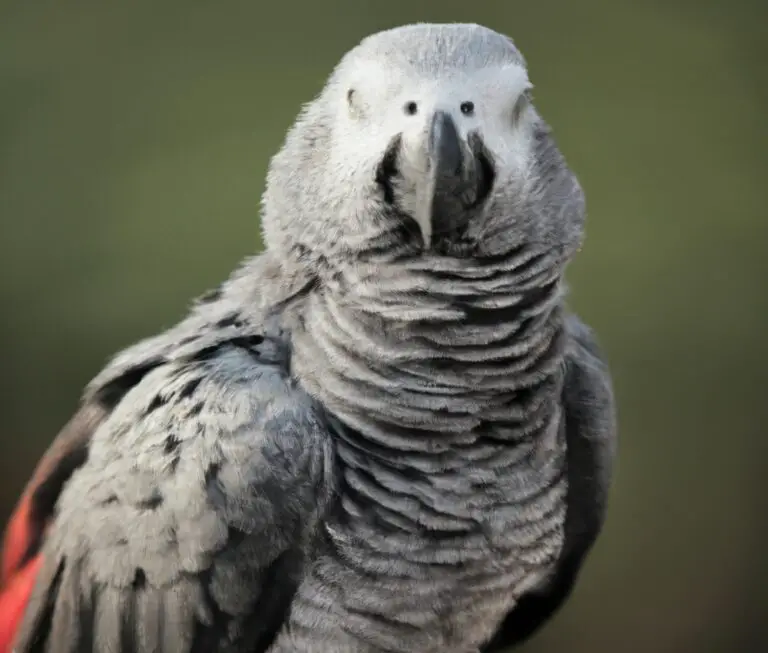 How Do African Grey Parrots Protect Themselves From Predators?