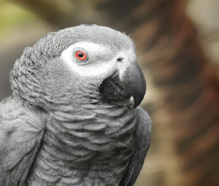 What Is The Importance Of Proper Hygiene For African Grey Parrots?