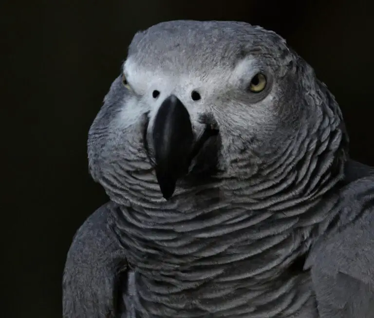 What Are The Personality Traits Of African Grey Parrots?