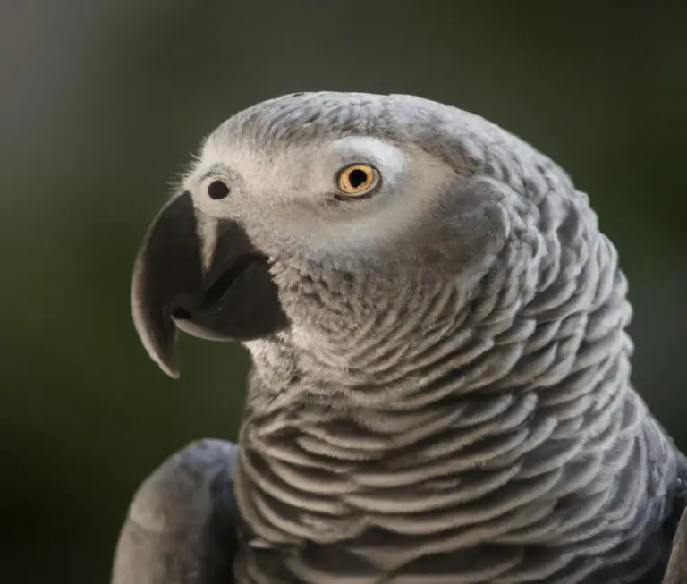 How Do I Provide Mental Stimulation For My African Grey Parrot?