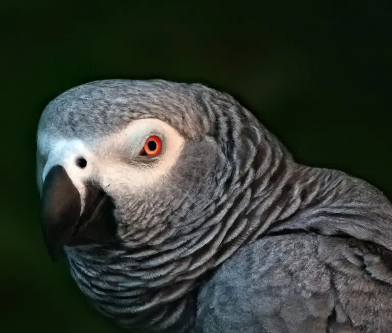 How Can I Create a Stimulating Environment For My African Grey Parrot?