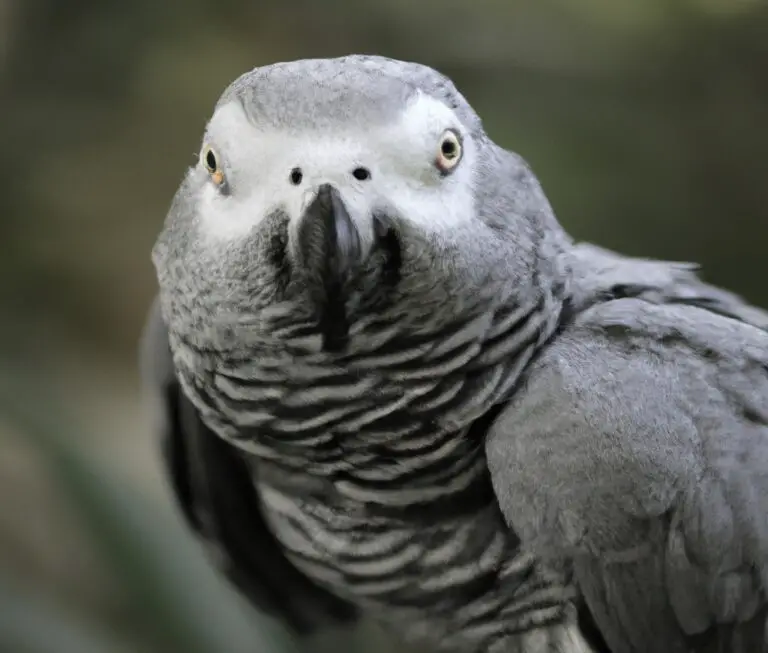 How Do I Prevent Feather Plucking In My African Grey Parrot?