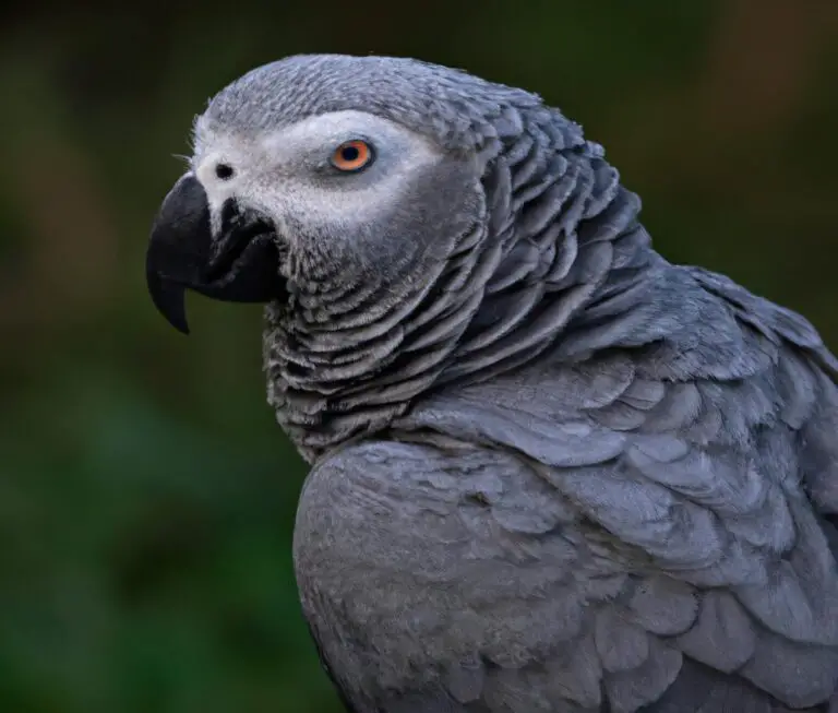 How Can I Prevent Feather Dust Allergies From African Grey Parrots?