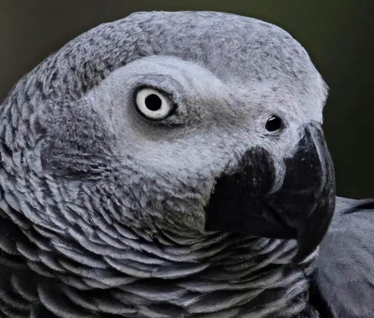 What Is The Mating Behavior Of African Grey Parrots In Captivity?
