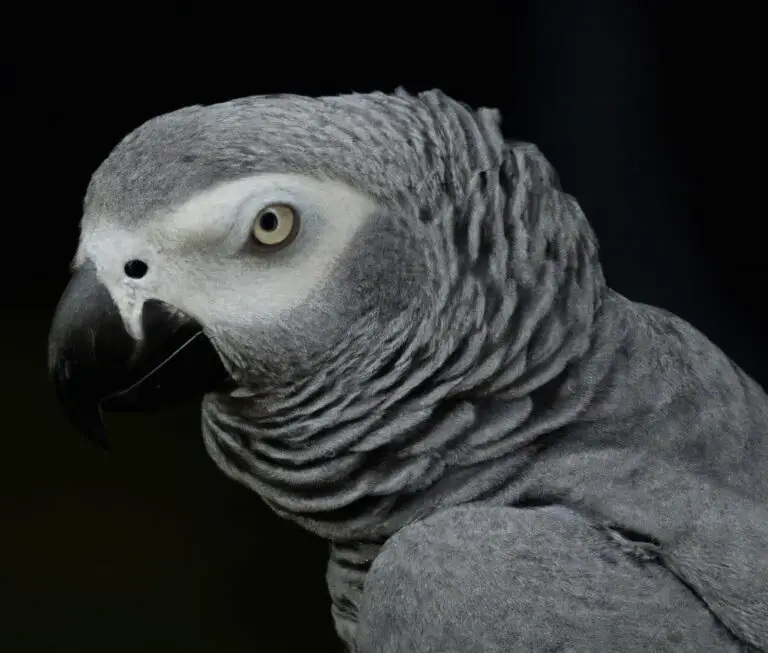 How Do African Grey Parrots Forage For Food In The Wild?