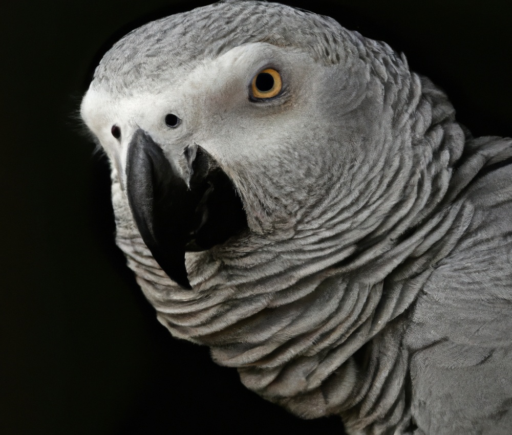 Grey Parrot mutations
