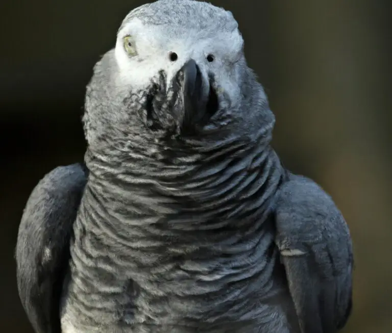 How Do African Grey Parrots Communicate With Each Other?
