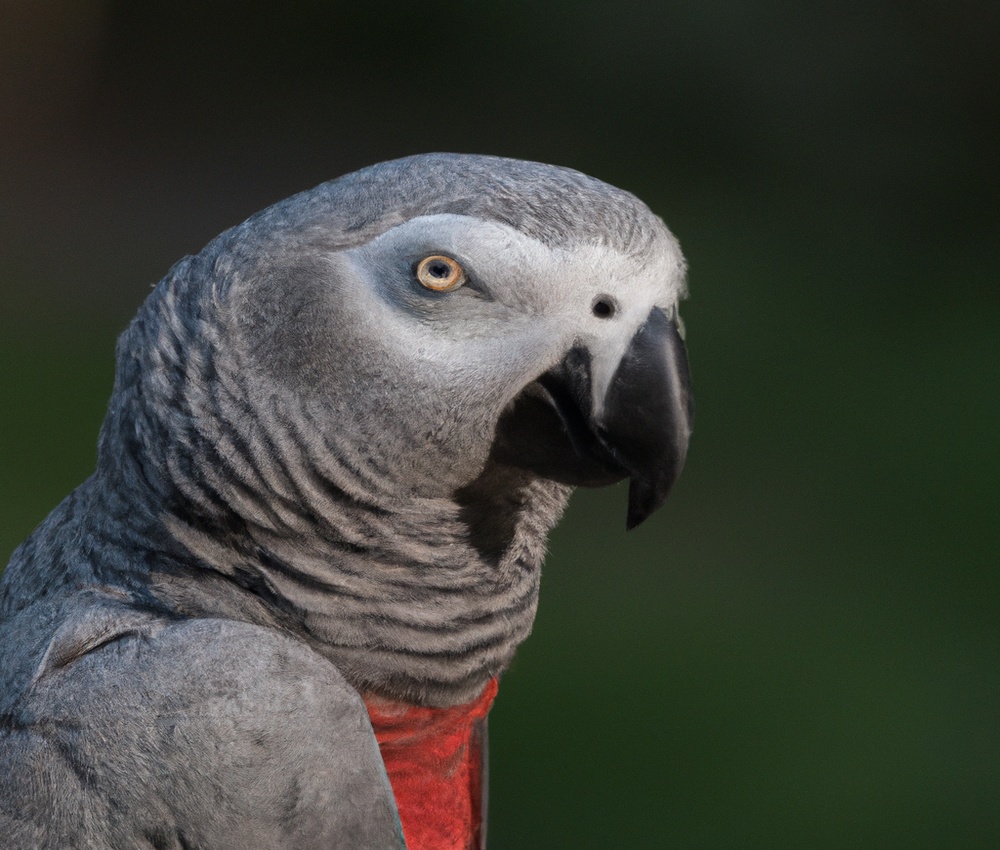 Grey Parrots Talking