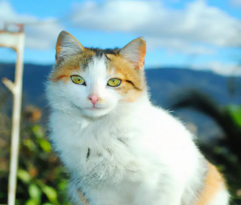 Grey-eyed cat.