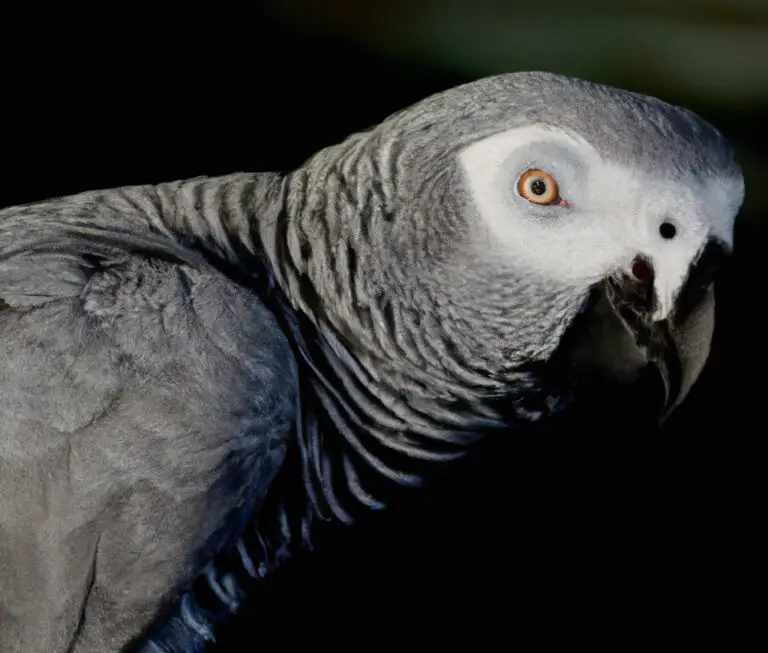 How Can I Prevent Obesity In My African Grey Parrot?