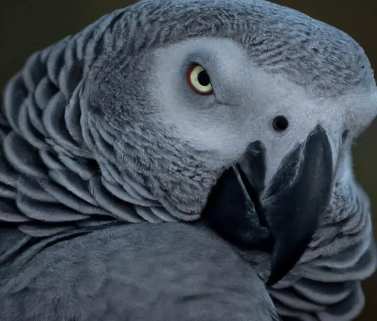 What Is The Role Of Vocal Mimicry In African Grey Parrot Communication?
