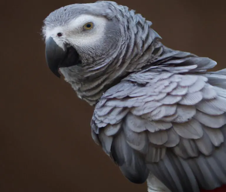 What To Feed African Grey Parrot?