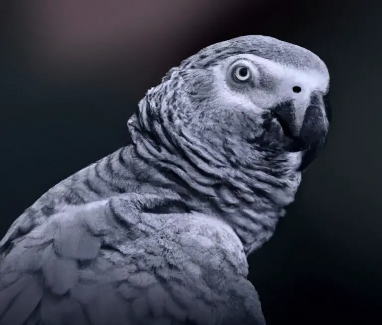 How Do I Teach My African Grey Parrot New Tricks?