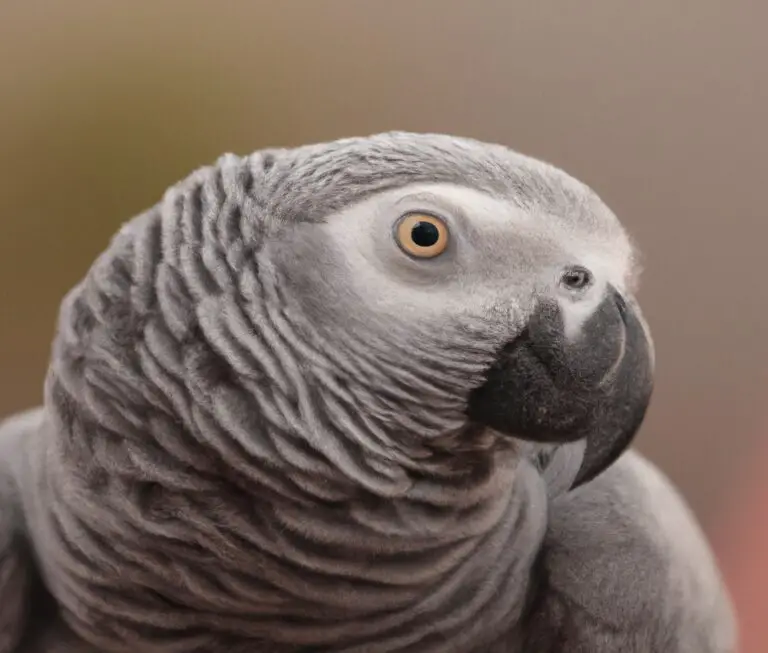 How To Train An African Grey Parrot Not To Bite?