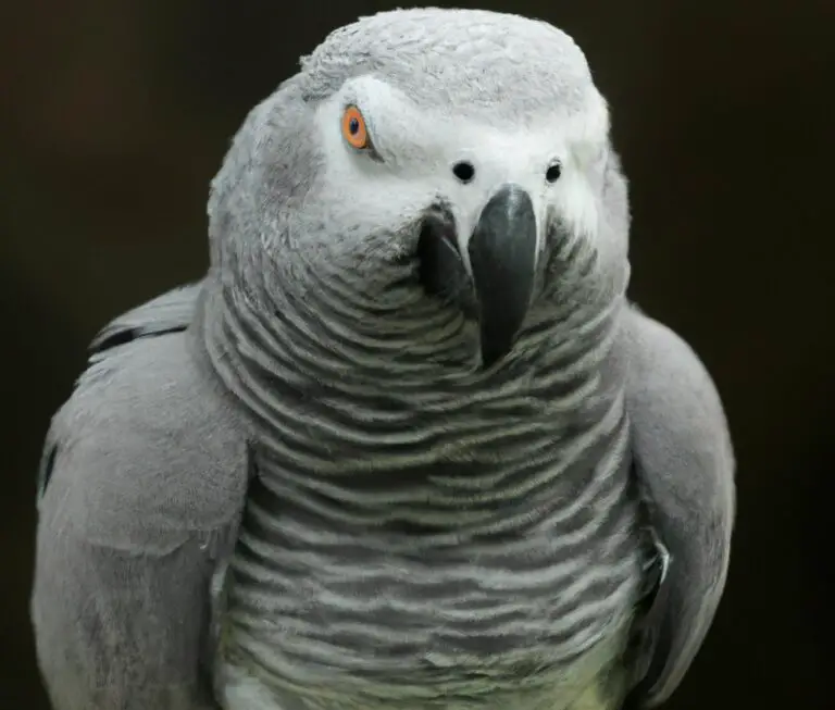 What Is The Natural Habitat Of African Grey Parrots?