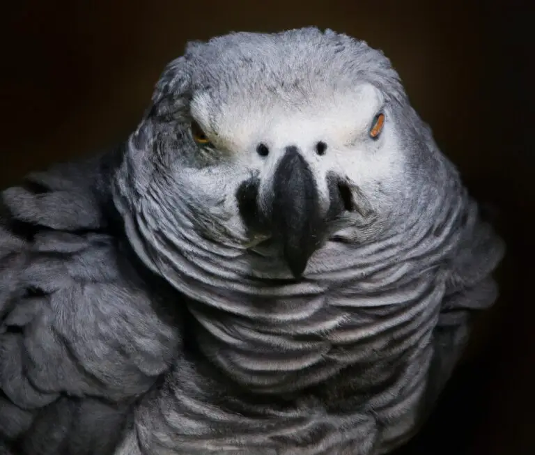 How Can I Train My African Grey Parrot To Talk?