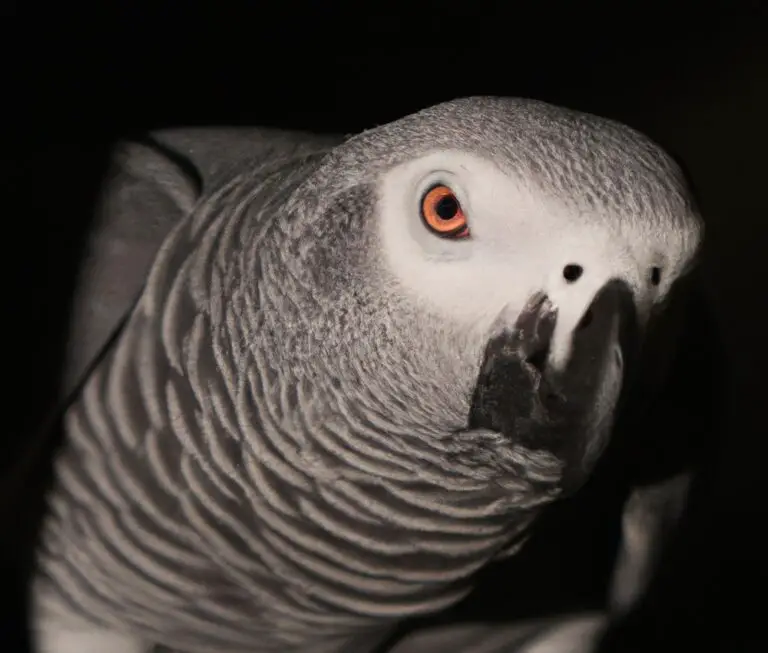 How Do African Grey Parrots Use Tools In The Wild?