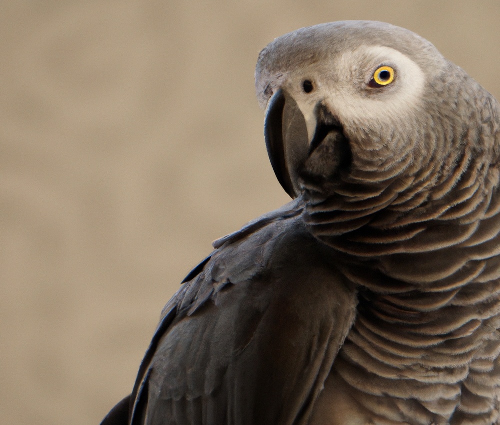Wild vs Captive Grey Parrots